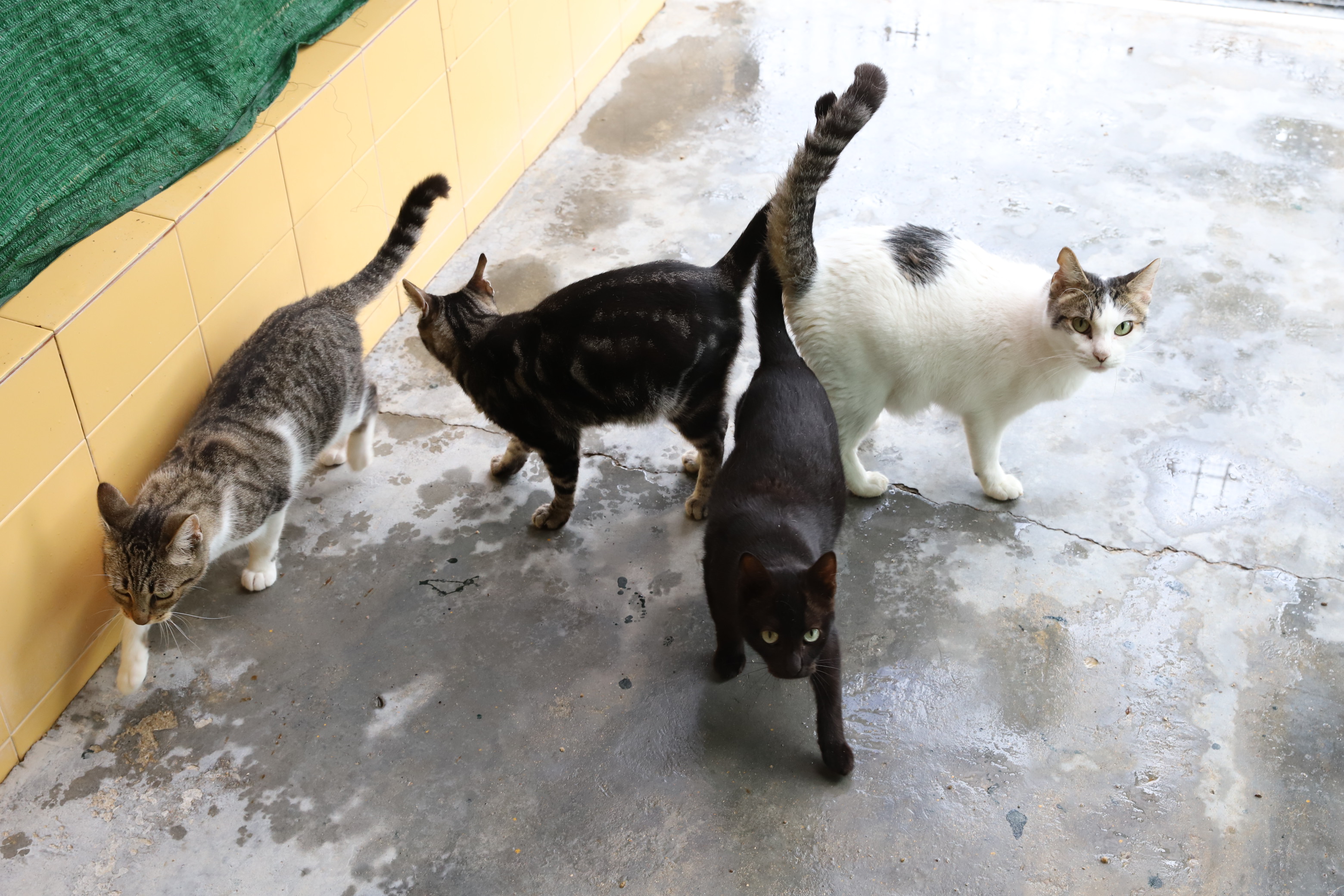 Archivo. Gatos en el centro de protección animal