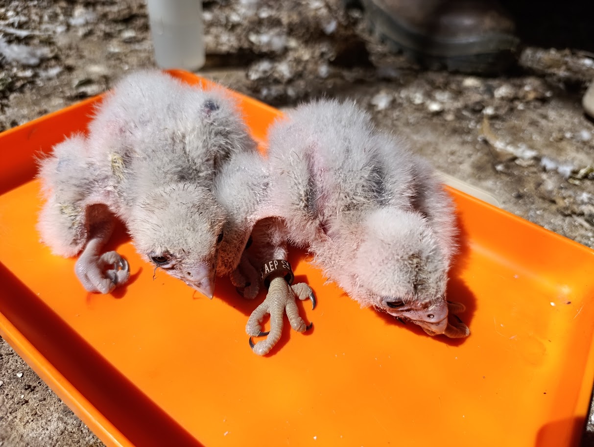 El Zoobotánico ha conseguido reproducir halcones en cautividad