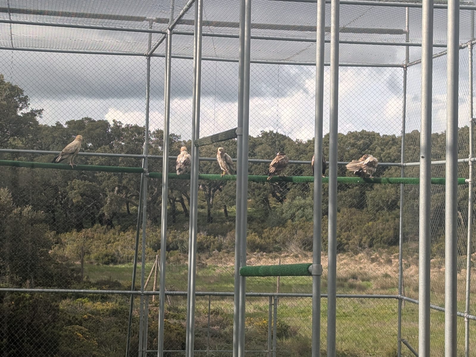 Tres ejemplares de alimoches del Zoo han sido liberados