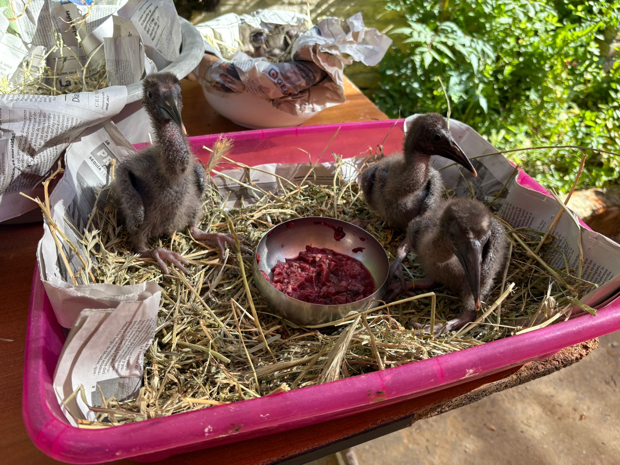 Pollos de ibis eremita nacidos en el Zoo