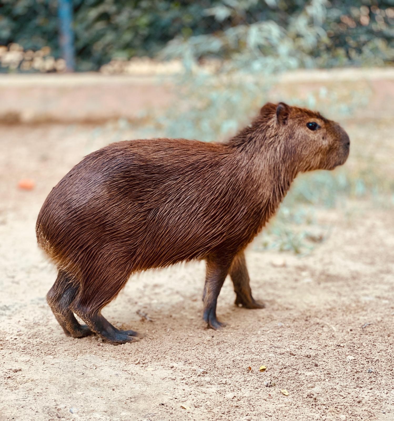 El Zoobotánico celebra una fiesta de bienvenida a las capibaras