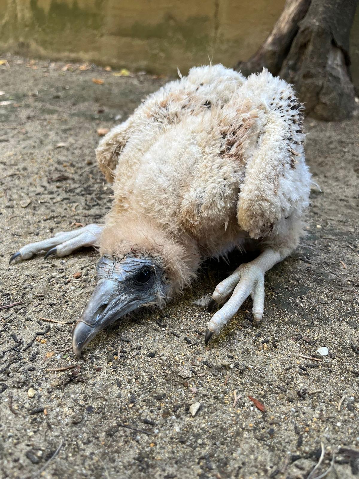 Pollo de alimoche nacido en el Centro de Conservación de la Biodiversidad 