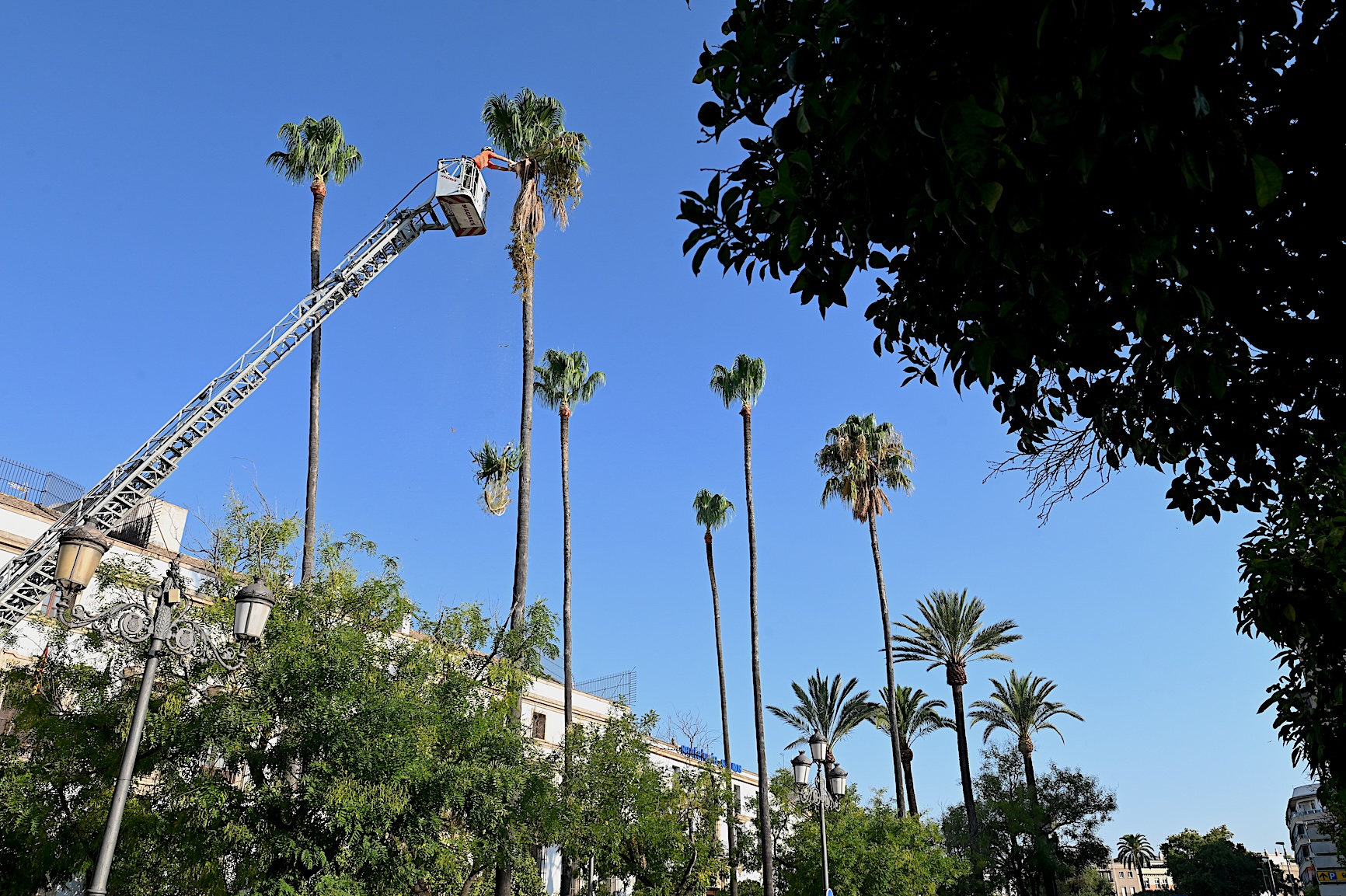 El Ayuntamiento acomete la poda de palmeras en la Alameda Cristina