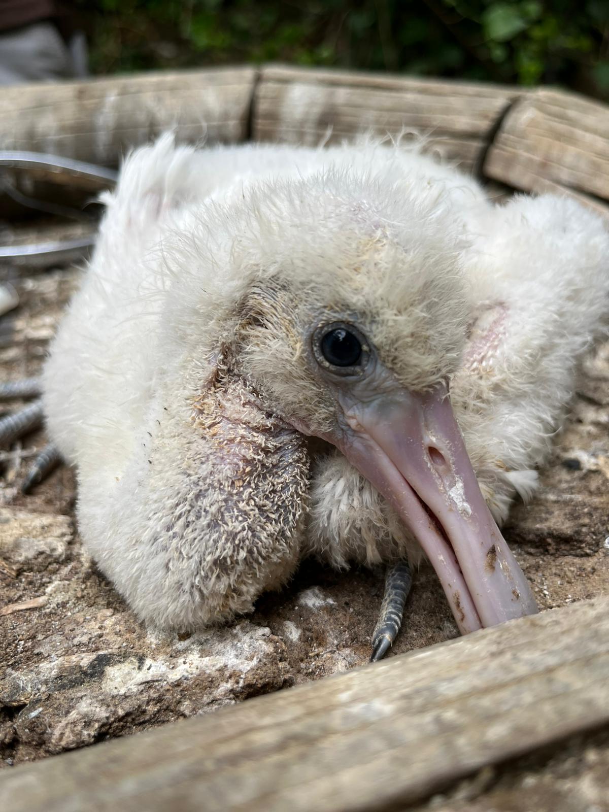 En el Centro de Conservación de la Biodiversidad han nacido 8 pollos de espátula