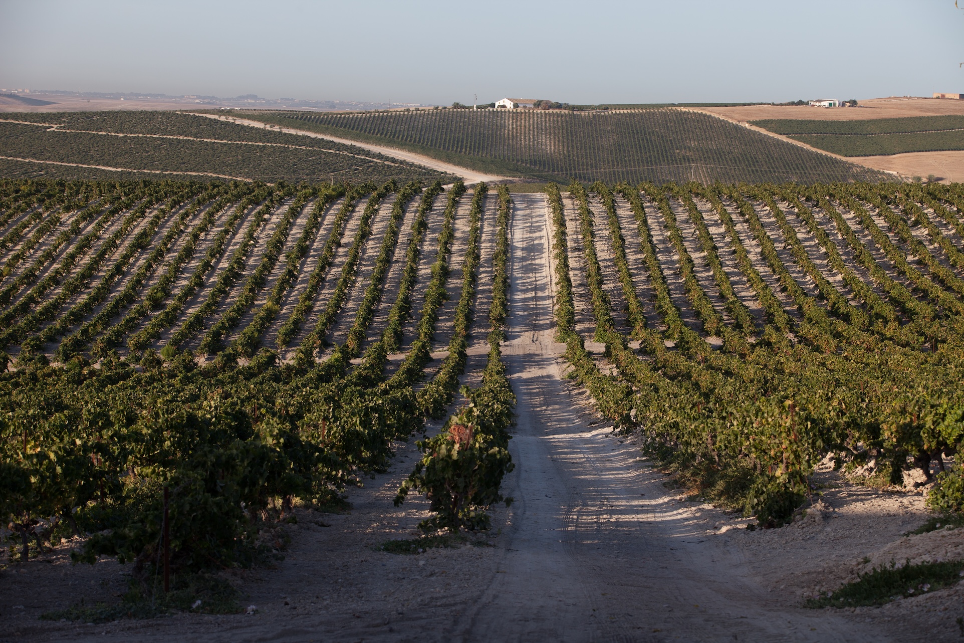 Visita a una viña de Jerez