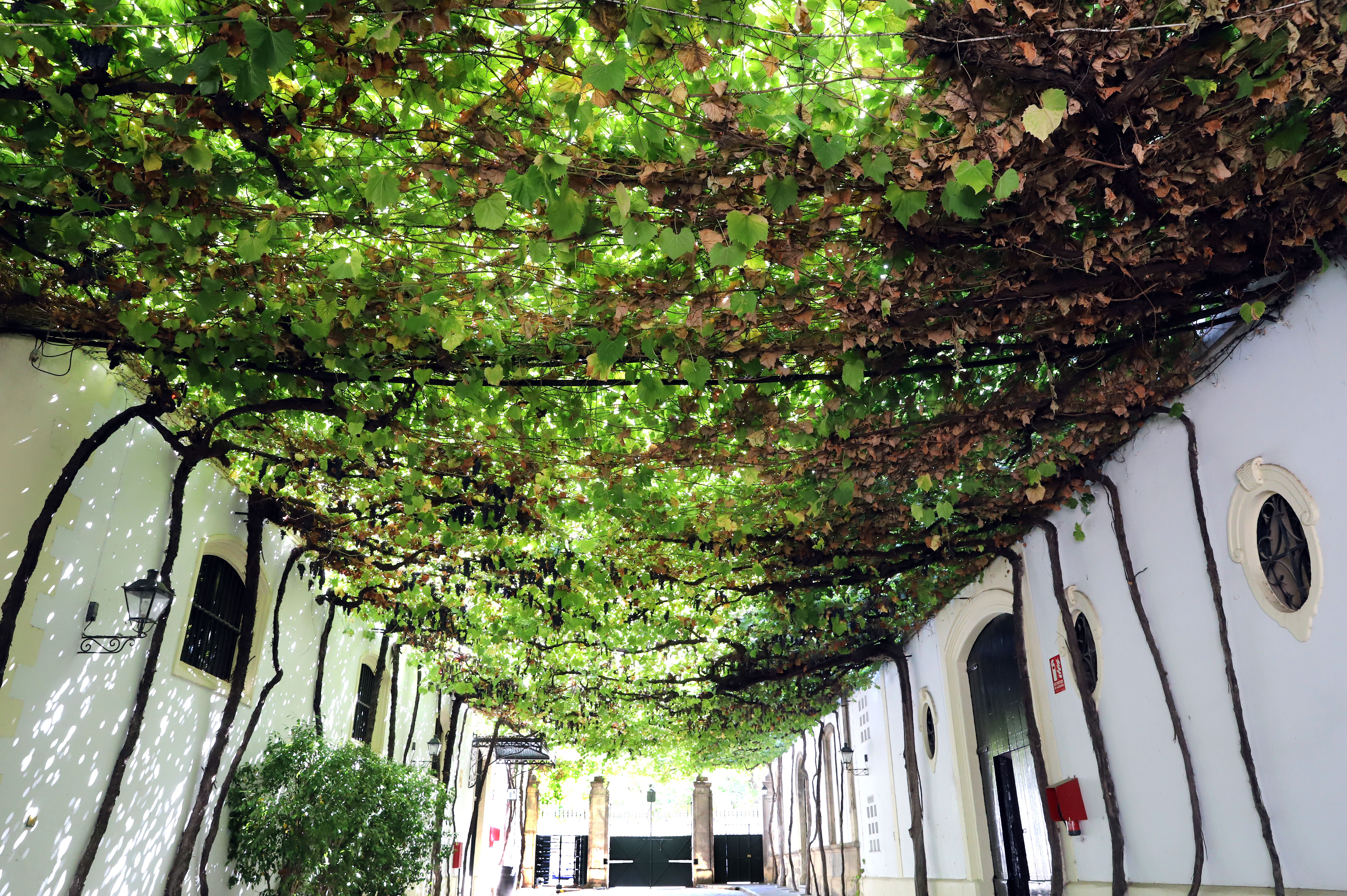 Bodegas González Byass