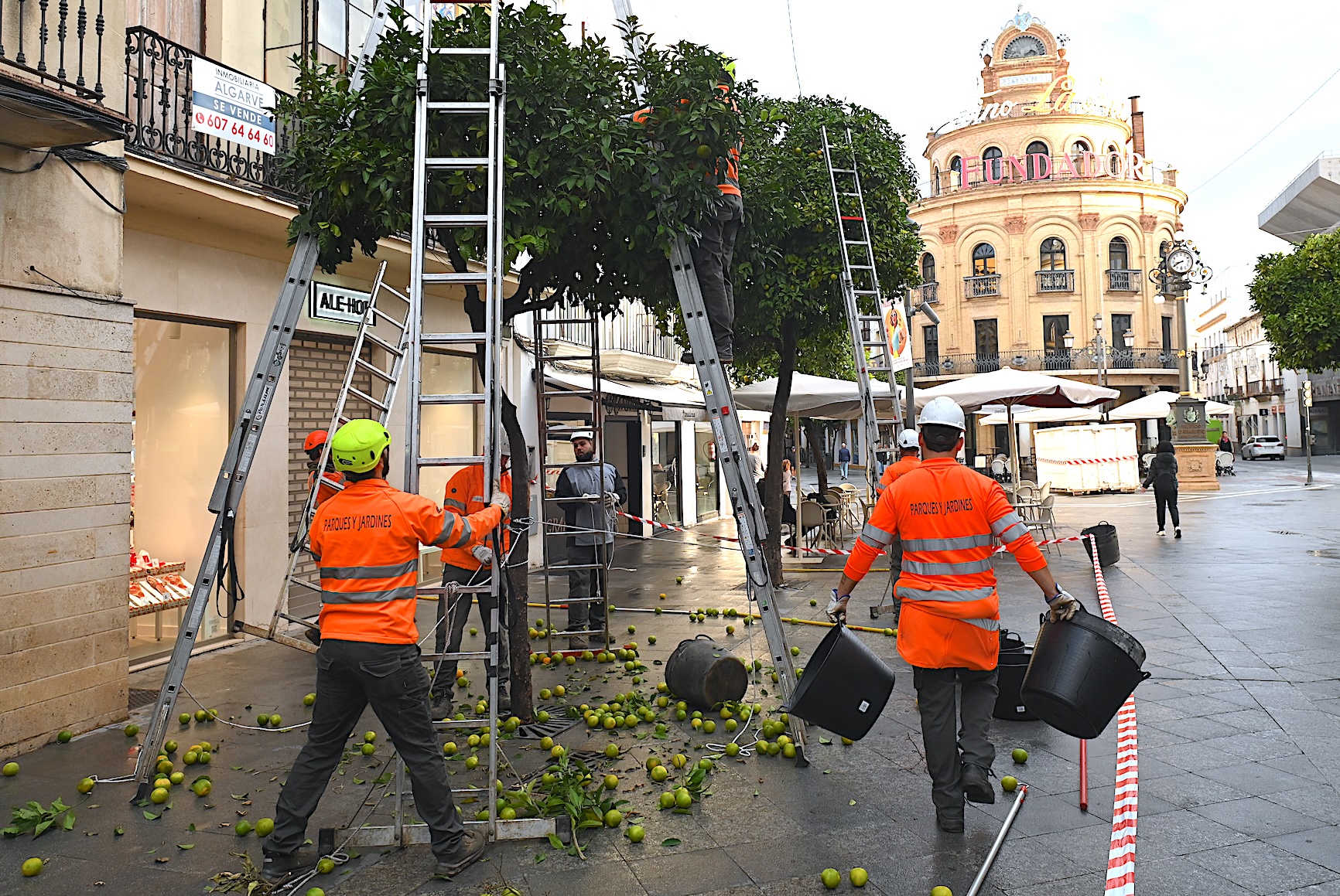 El Ayuntamiento ha iniciado la recogida de naranjas