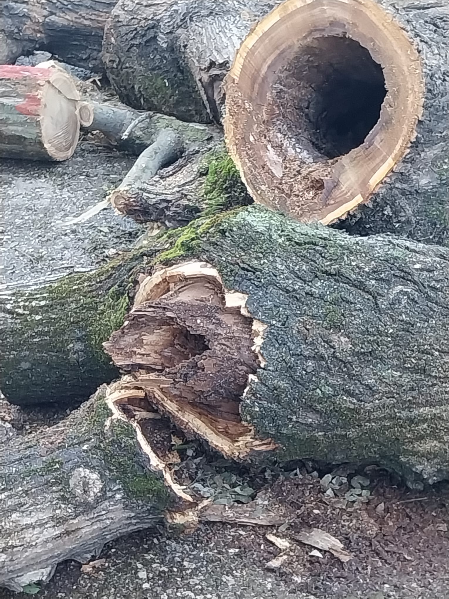 Los árboles de Santo Domingo se encontraban secos o en estado de deterioro