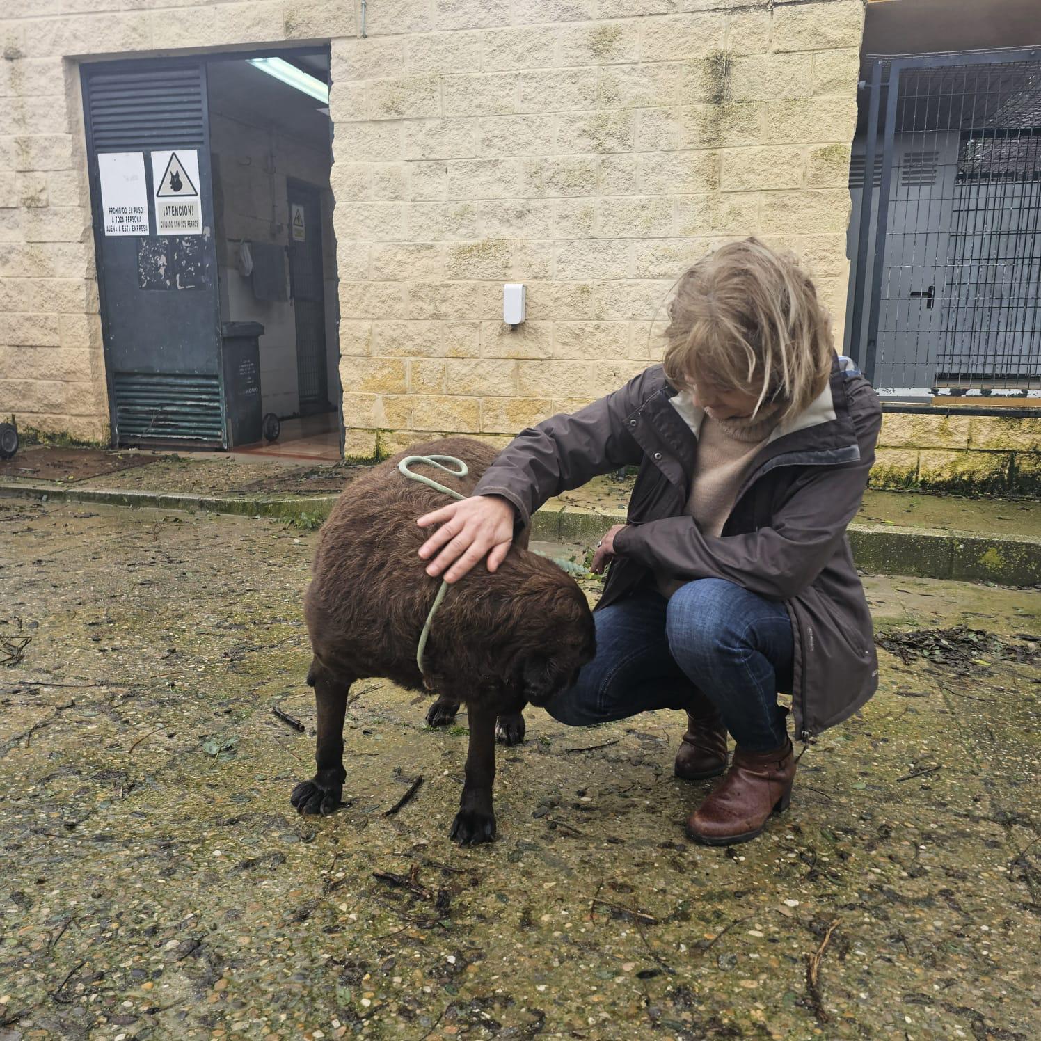 Protección Animal ha establecido un dispositivo para ayudar a los propietarios de mascotas