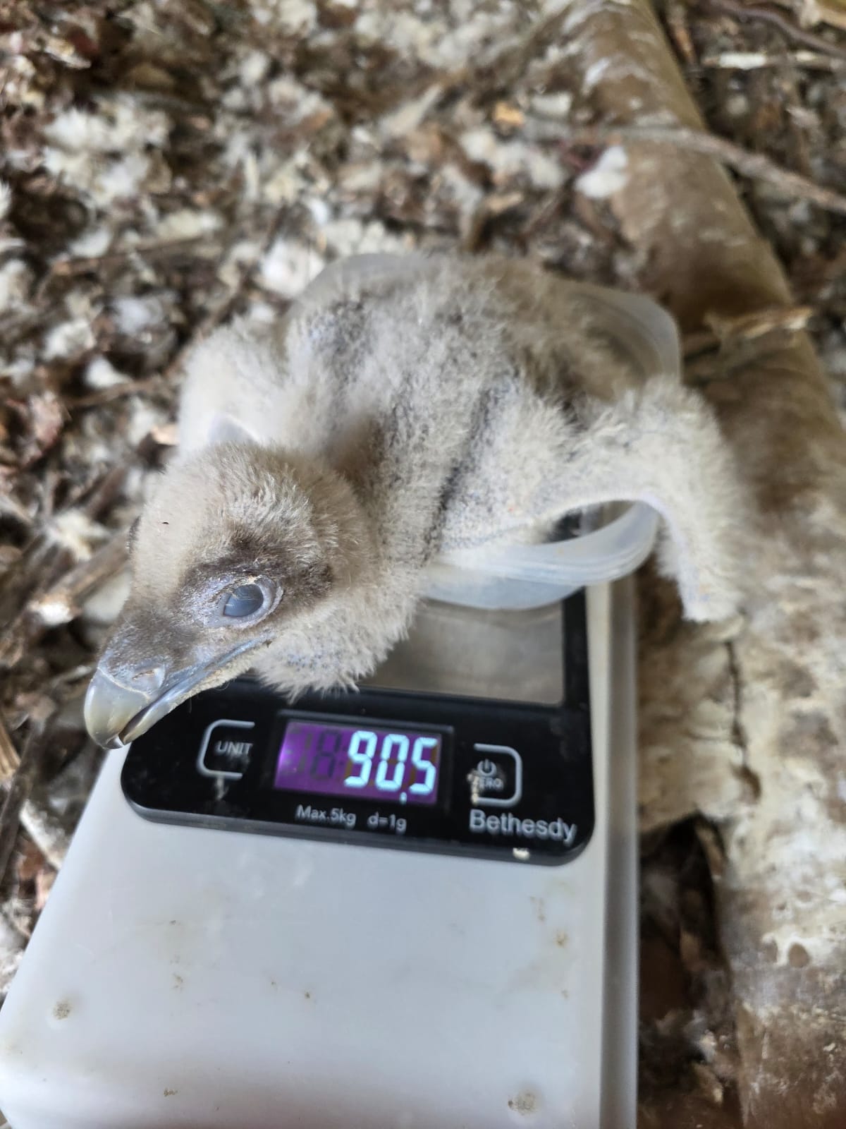 Una segunda cría de quebrantahuesos ha nacido en el Zoobotánico
