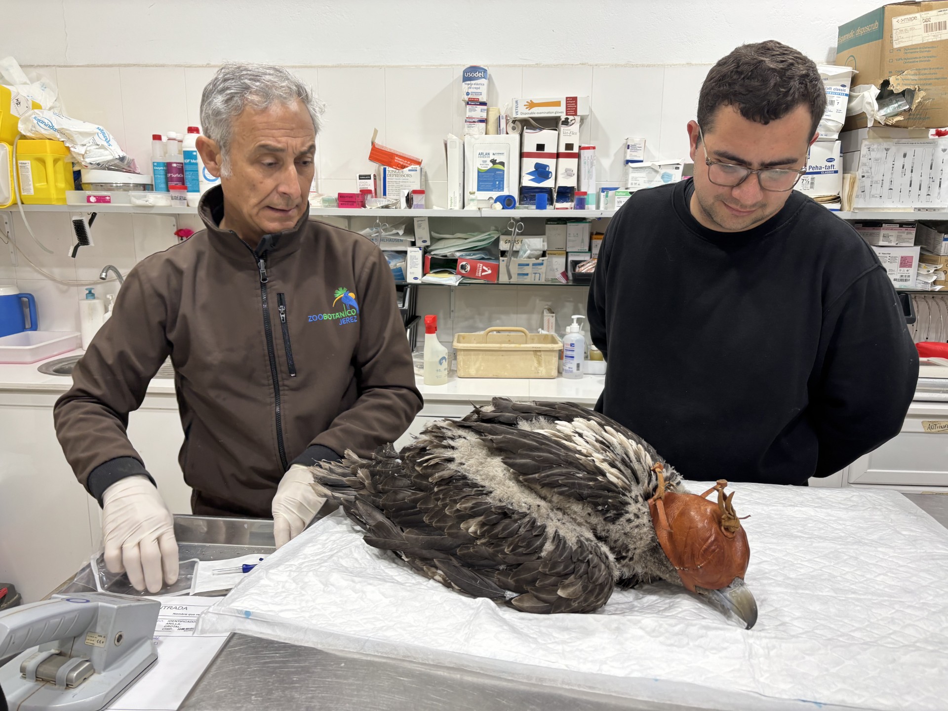 El Zoobotánico va a reintroducir otra cría de quebrantahuesos