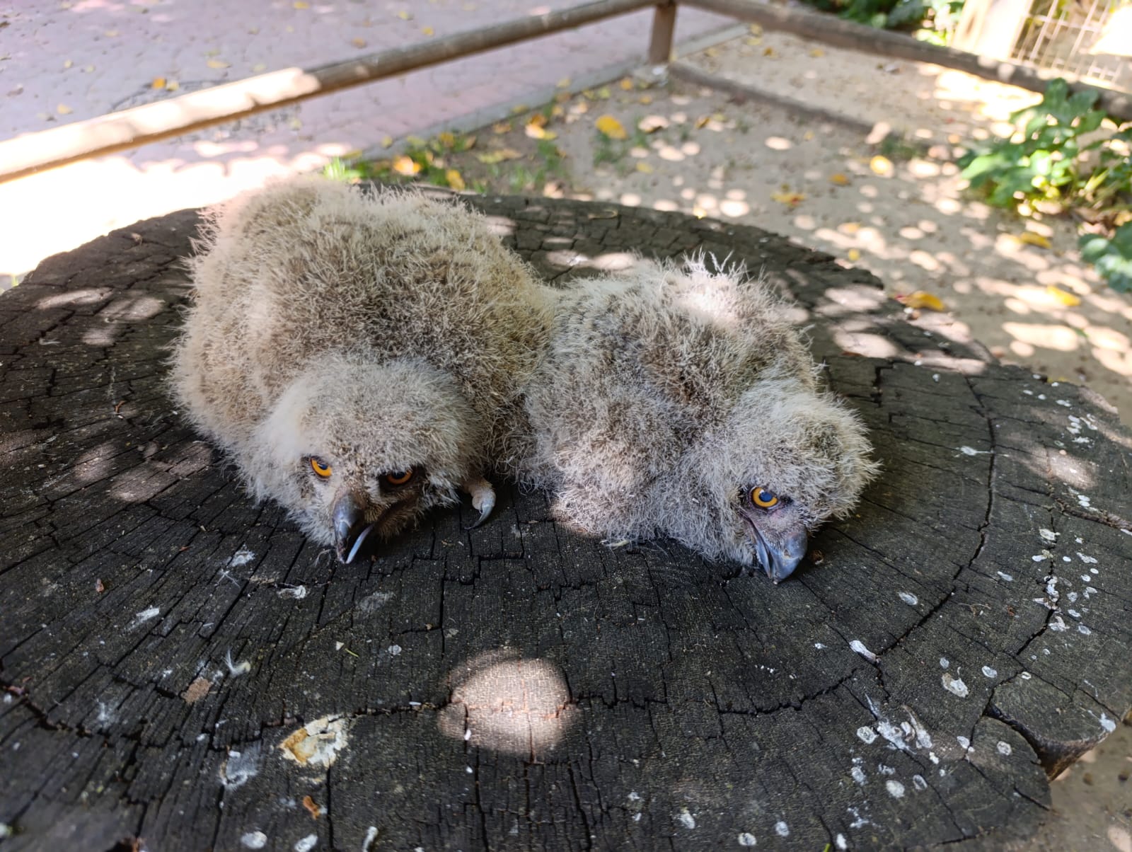 Dos crías de búho real han nacido en el Zoo