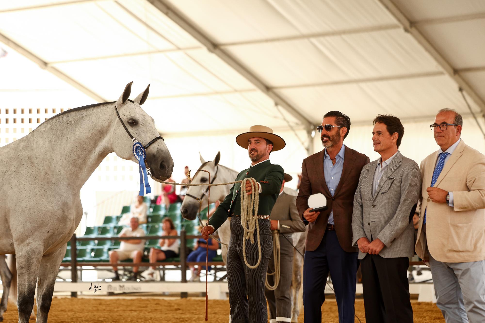 Broche final al concurso de ejemplares Hispano-Árabes