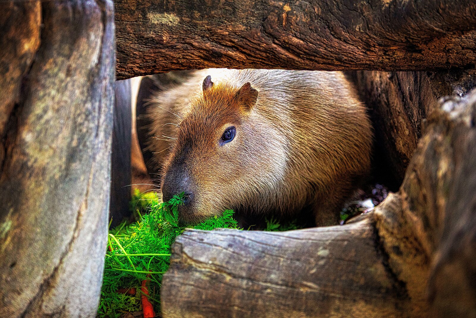 El sábado se celebra el Día de las Capibaras en el Zoobotánico