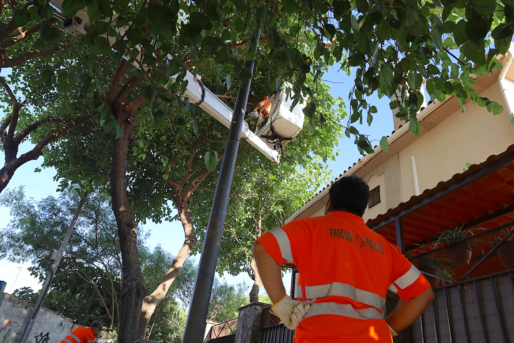 El Ayuntamiento está acometiendo labores de poda en distintas zonas de la ciudad