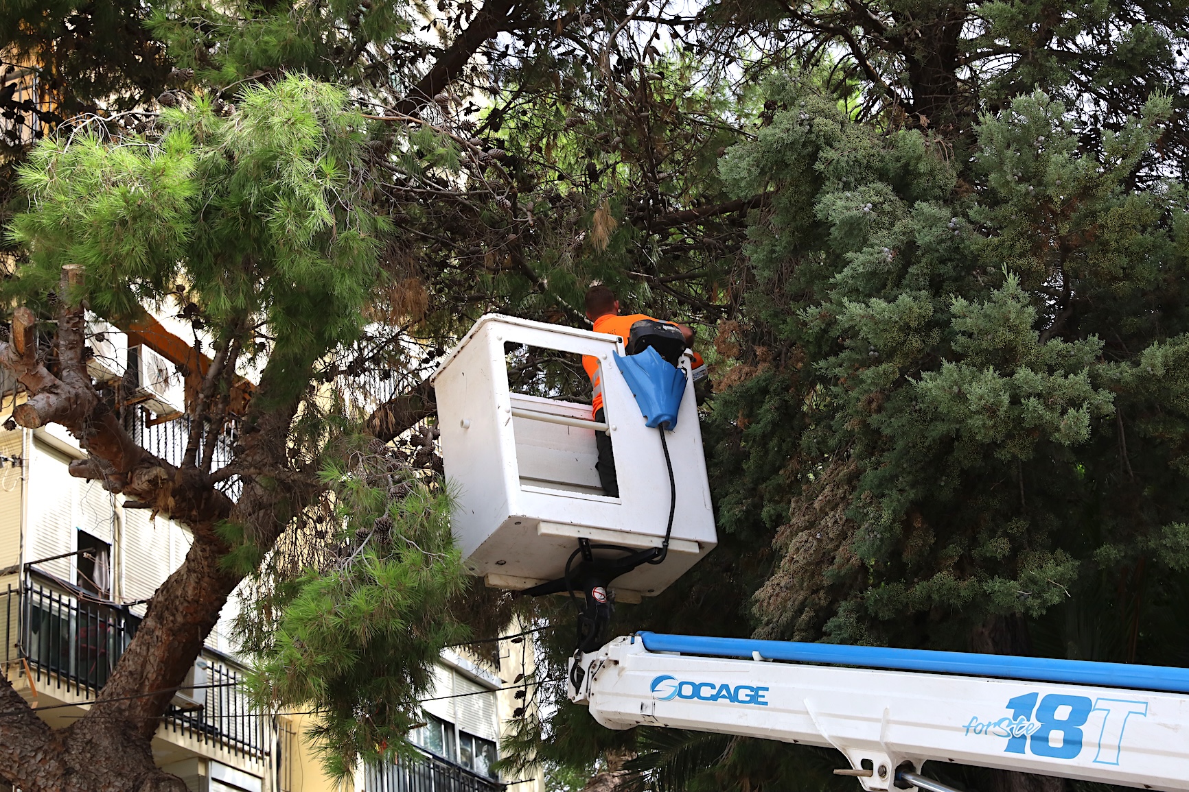 El Ayuntamiento ha intervenido en el arbolado de la plaza Júpiter