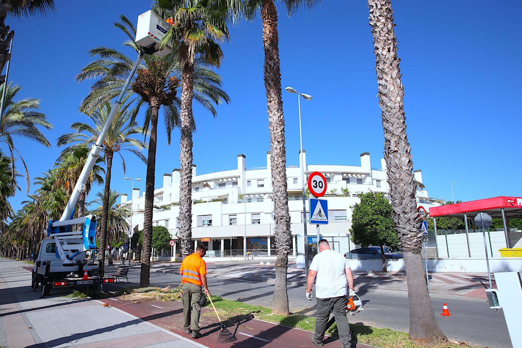 Trabajo de poda en la Avenida de Andalucía
