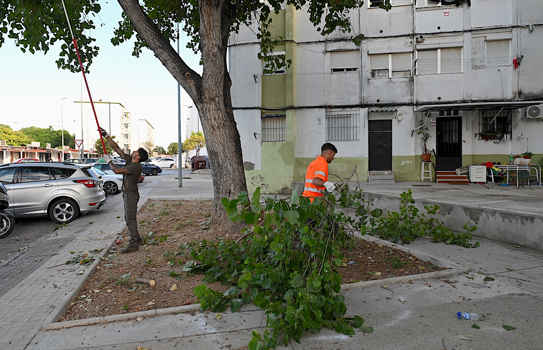 El Ayuntamiento está podando en la barriada de Santo Tomás de Aquino