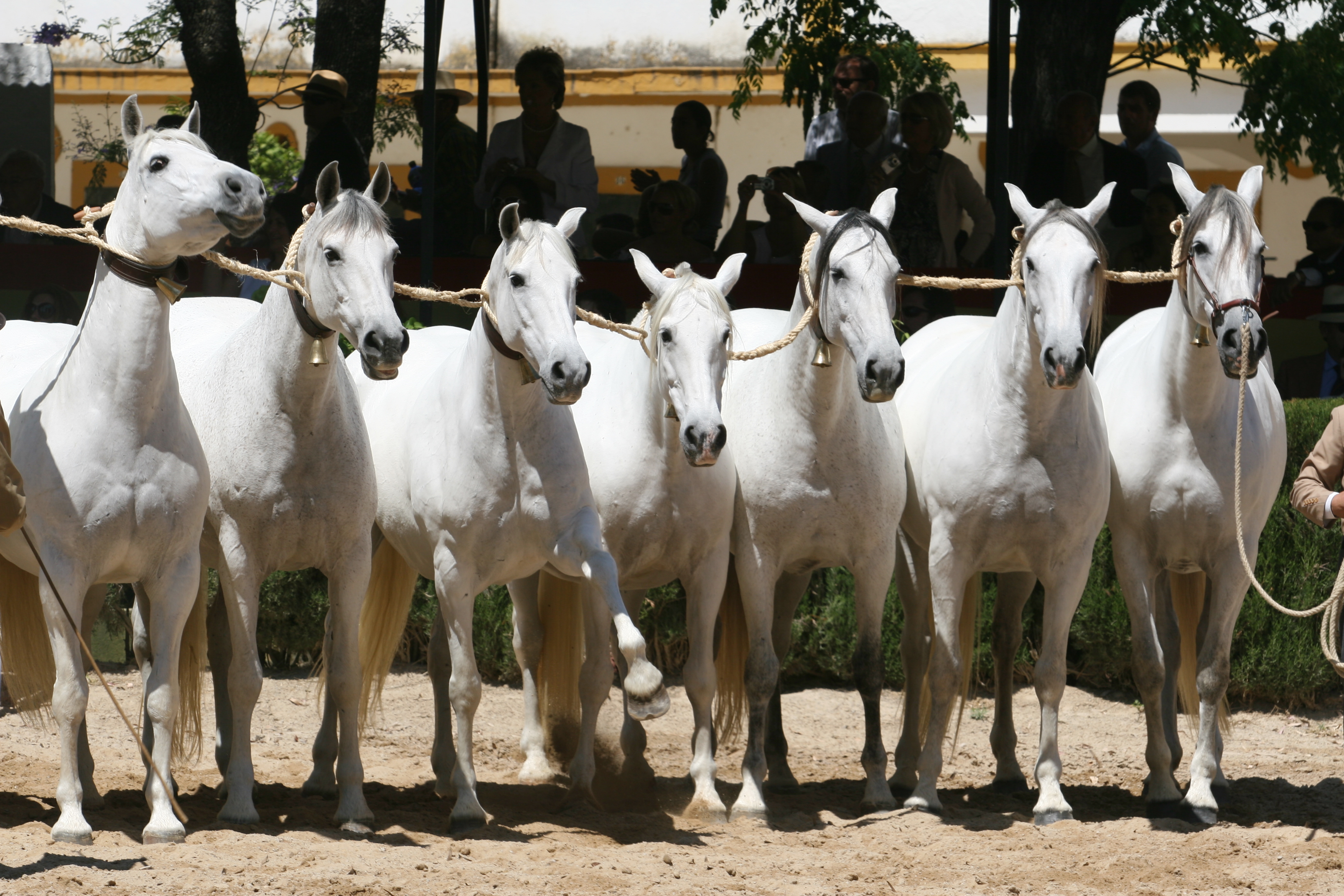 CABALLOS