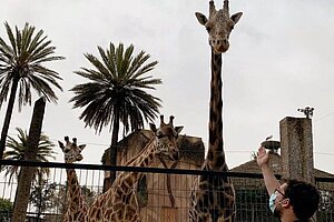 Muere la jirafa 'Jerez' del Zoobotánico