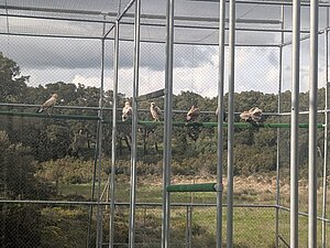 Tres ejemplares de alimoches del Zoo han sido liberados