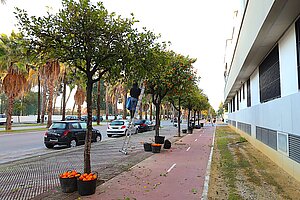 El Ayuntamiento ha iniciado la segunda fase de la recogida de naranjas