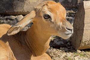 Una nueva cría de gacela dama ha nacido en el Zoobotánico