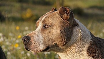 Perro Peligroso