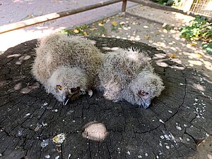 Dos crías de búho real han nacido en el Zoo