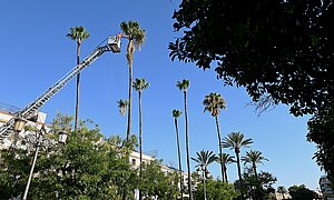 El Ayuntamiento acomete la poda de palmeras en la Alameda Cristina