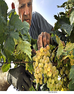 Fiestas de la Vendimia en Jerez 2021