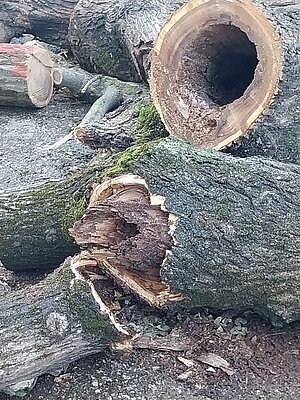 Los árboles de Santo Domingo se encontraban secos o en estado de deterioro