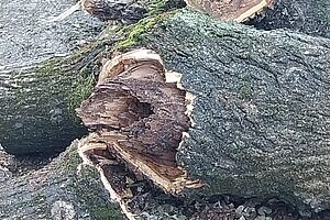 Los árboles de Santo Domingo se encontraban secos o en estado de deterioro