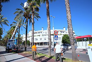 Trabajo de poda en la Avenida de Andalucía