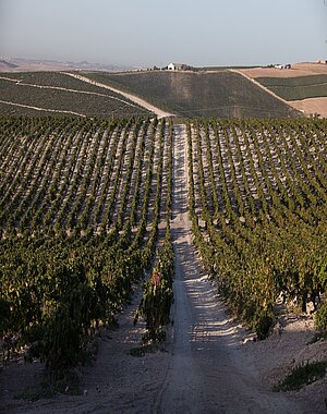 Visita a una viña de Jerez
