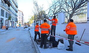 El Ayuntamiento está acometiendo la plantación de árboles en la calle Santo Domingo
