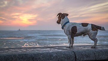 Animales Perdidos