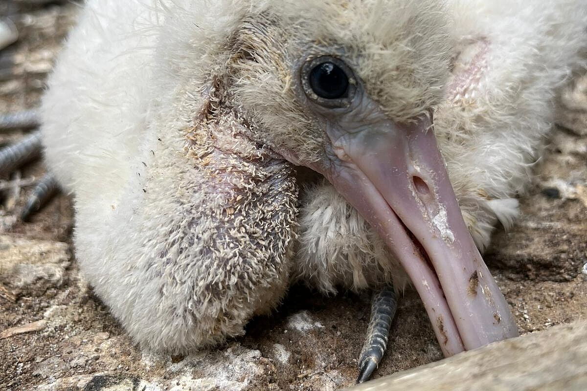 En el Centro de Conservación de la Biodiversidad han nacido 8 pollos de espátula