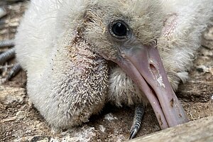 En el Centro de Conservación de la Biodiversidad han nacido 8 pollos de espátula