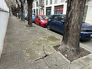 Medio Ambiente sustituirá los árboles secos o deteriorados de la calle Santo Domingo