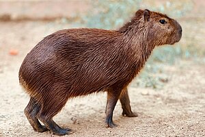 El Zoobotánico celebra una fiesta de bienvenida a las capibaras
