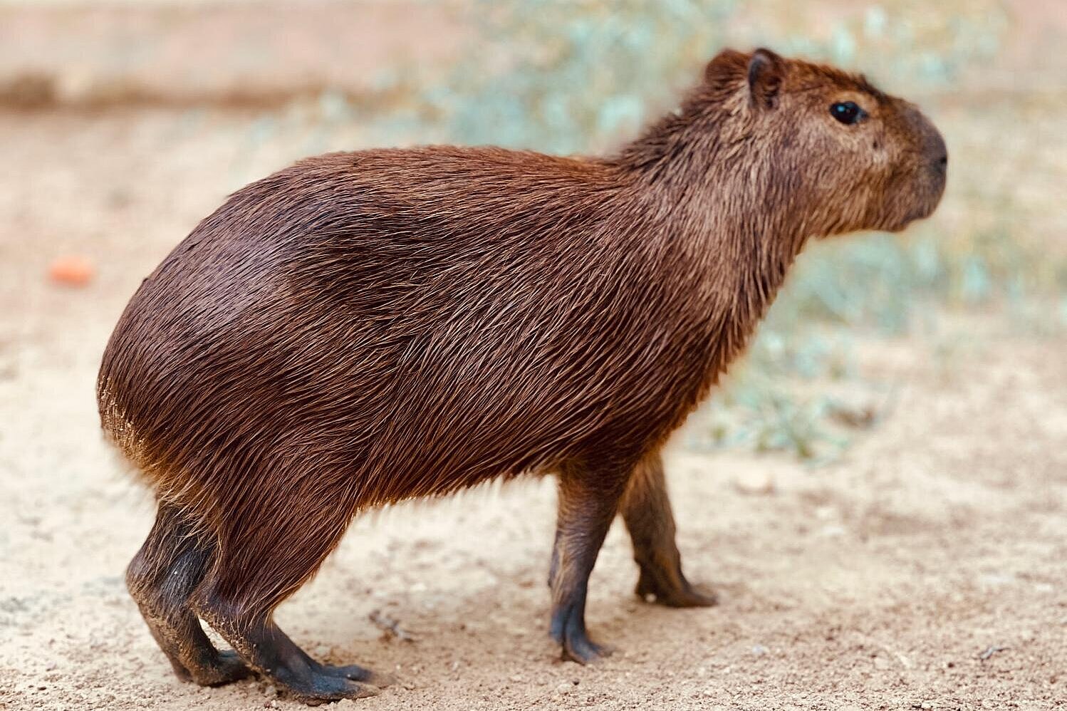 El Zoobotánico celebra una fiesta de bienvenida a las capibaras
