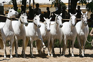 CABALLOS