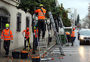 Campaña recogida naranjas 