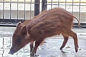 Un jabato ha sido rescatado en Chapín