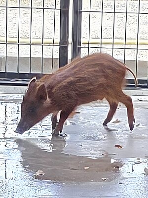 Un jabato ha sido rescatado en Chapín