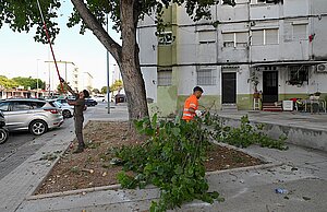 El Ayuntamiento está podando en la barriada de Santo Tomás de Aquino