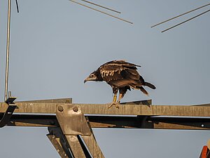 Hembra de alimoche liberada en Cazorla