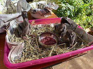 Pollos de ibis eremita nacidos en el Zoo