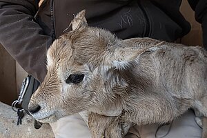Nace una cría de oríx en el Zoobotánico de Jerez